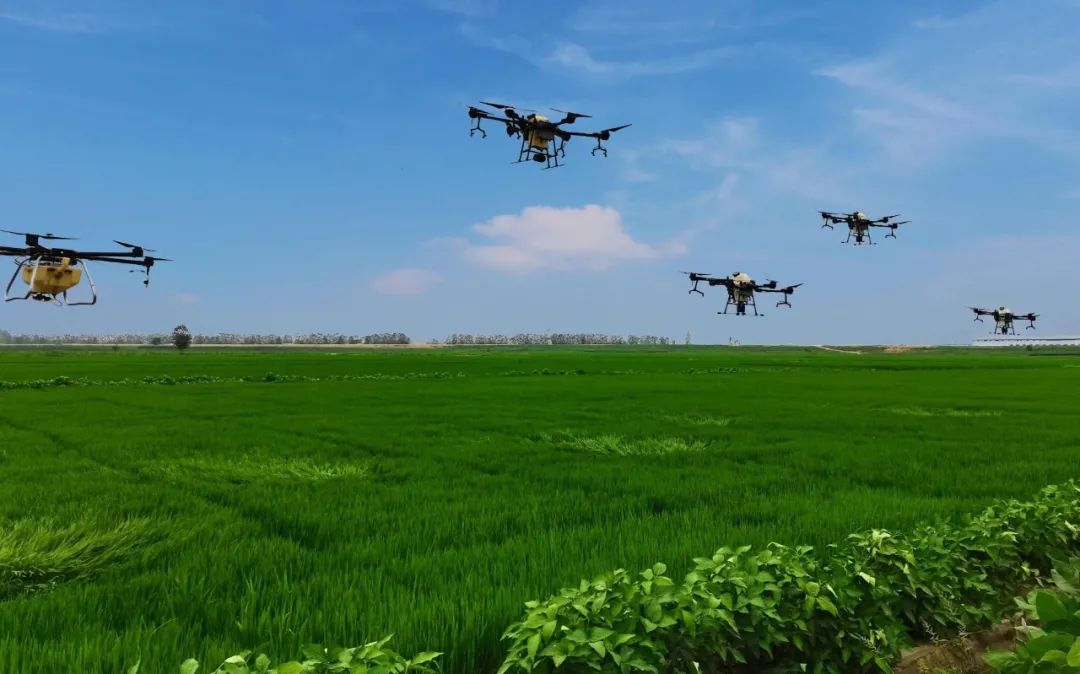 農(nóng)作物病蟲害是影響農(nóng)作物穩(wěn)產(chǎn)增產(chǎn)的重要因素，科學有效防控是保單產(chǎn)、穩(wěn)總產(chǎn)的關鍵舉措。