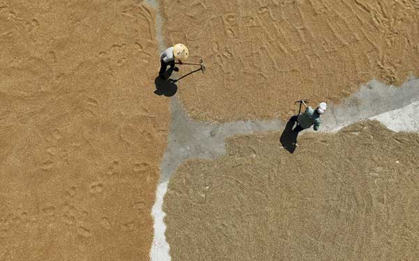 耕好“無形糧田”——從夏糧主產(chǎn)區(qū)看“全鏈條節(jié)糧減損”路徑 耕好“無形糧田”——從夏糧主產(chǎn)區(qū)看“全鏈條節(jié)糧減損”路徑