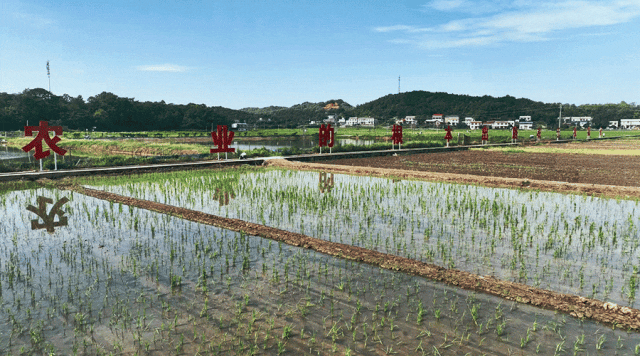 濰柴雷沃以科技守望稻香中國(guó)