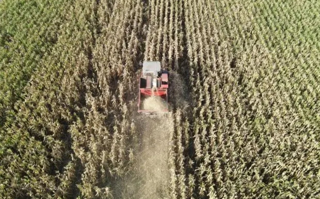 全國秋糧收獲進(jìn)行時：農(nóng)戶搶收忙 “豐”景美如畫