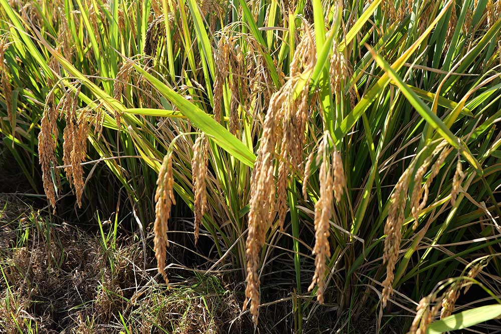 1251.5公斤!超級稻高產新紀錄在四川德昌誕生 1251.5公斤!超級稻高產新紀錄在四川德昌誕生