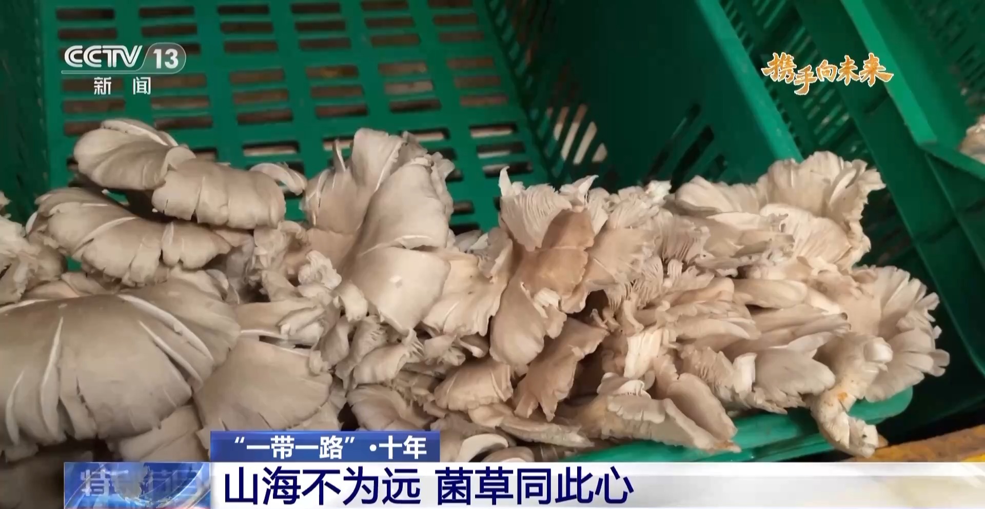 來自中國的菌草成為非洲多國民眾的“致富草” 來自中國的菌草成為非洲多國民眾的“致富草”