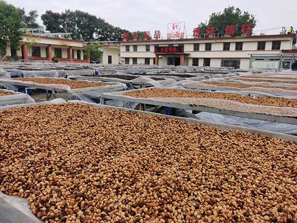 海墾母山咖啡廠對咖啡豆進(jìn)行日曬處理 海墾母山咖啡廠對咖啡豆進(jìn)行日曬處理