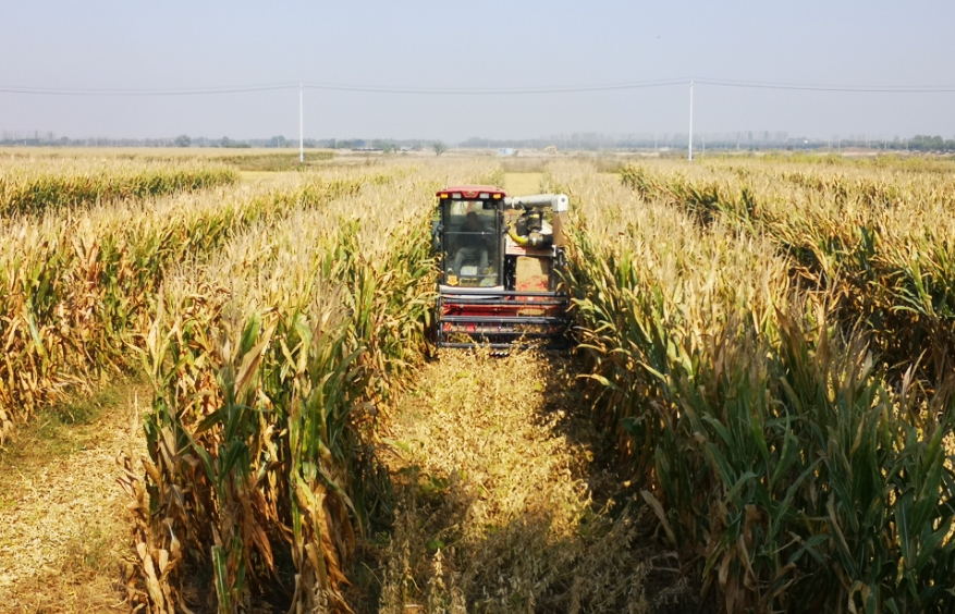 河南洛陽:大豆玉米帶狀復合種植成效顯著 河南洛陽:大豆玉米帶狀復合種植成效顯著