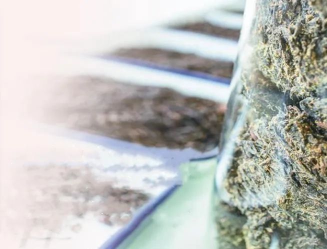 陜西涇陽：茯茶“鏈”動產(chǎn)業(yè)興