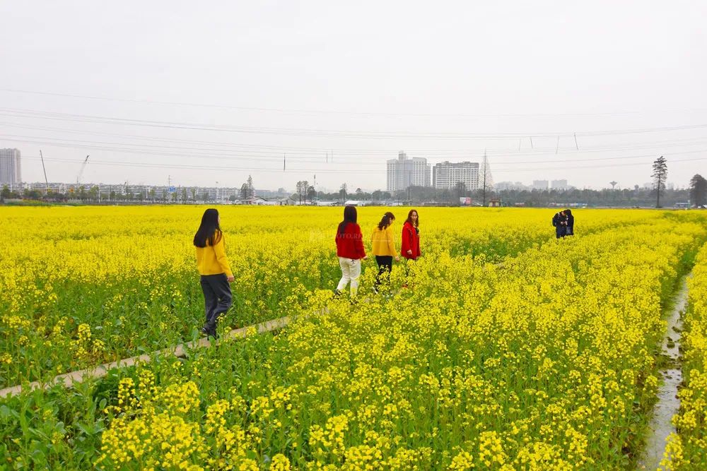 重點作物增加至4個！今年我國深入推進大面積單產提升行動
